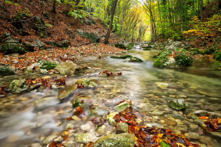 Autumn creek woods with yellow trees foliage and rocks in forest mountain.の写真素材