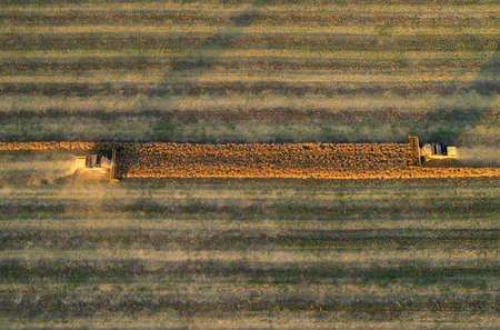 Aerial view of combine harvester harvesting wheat at sunset. Beautiful wheat field.の写真素材
