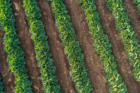 Cabbage plants in rows in a farm field, aerial view from drone.の写真素材