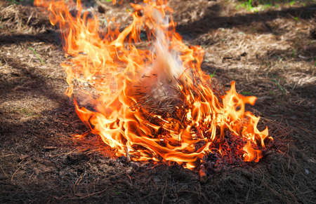 Fire in a forest made by someone. Flame for picnic time in spring
