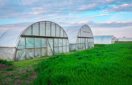 Vegetable patch with seedlings covered with spunbond and polyethylene film to keep humidity and...