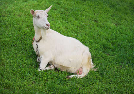 White goat on green grass in the village in springtimeの写真素材
