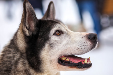 Portrait of sports Sled Husky dog closeup. Working mushing dogs of the North.