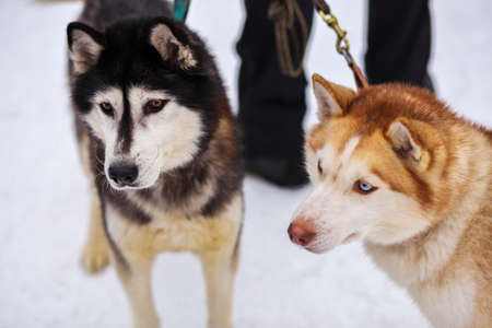 Sports Sled Husky dogs. Working mushing dogs of the North.の写真素材
