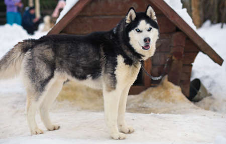 Portrait of sports Sled Husky dog. Working mushing dogs of the North.