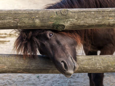 Majestic Brown Horse looking over the fence. Funny situation. Beautiful animalの写真素材