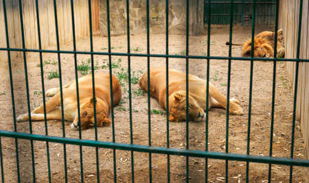 Two lionesses and one lion resting in a zoo cageの写真素材