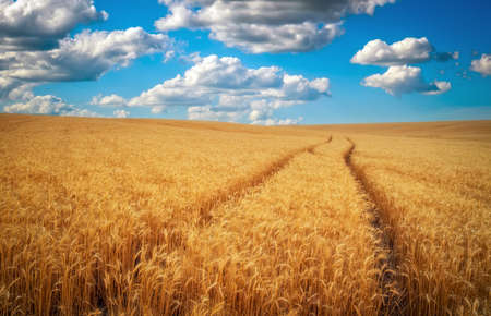 Golden wheat field and blue sky with white clouds. Beautiful summer landscape.の写真素材