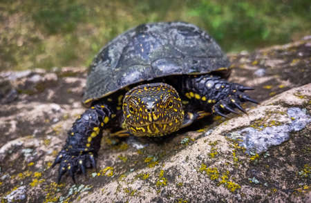 The European pond turtle (Emys orbicularis) on the stone at the parkの写真素材