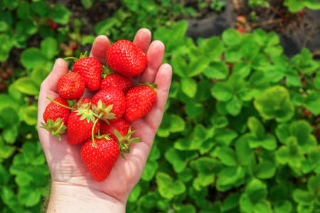 Strawberries in the palm of a hand. Sweet healthy summer fruit. Farm conceptの写真素材
