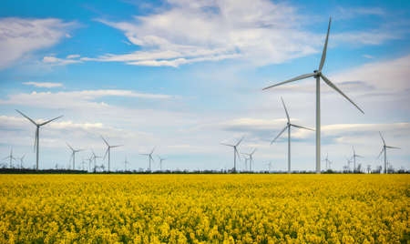 Blooming yellow canola field with wind turbines in the background in the countrysideの写真素材