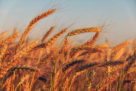 Wheat field. Ears of golden wheat close up. Beautiful Nature Sunset Landscape. Rural Scenery under...