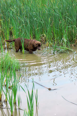 The dog is looking for something in the water. Hunting with the dog.の写真素材