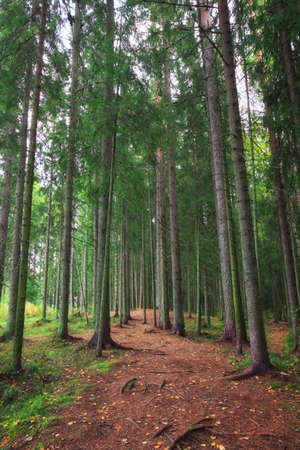 A dense forest with long tree trunks and a road. Karelian beautiful landscapes.