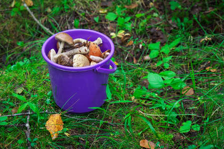 A bucket of Karelian mushrooms in the forest.の写真素材
