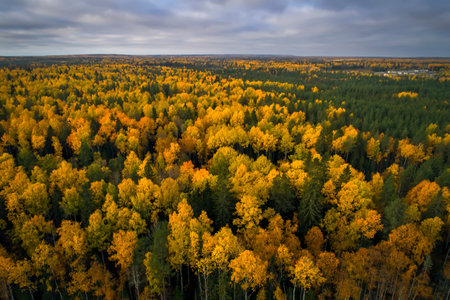 Aerial drone view over autumn forest. Colorful trees in the wood. The beauty of Karelia, Russia. Autumn nature from aboveの写真素材