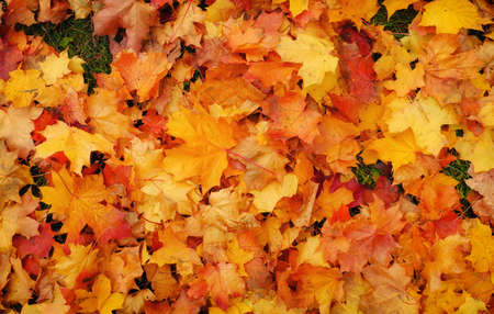 Autumn colorful orange, red and yellow maple leaves. Outdoor.の写真素材