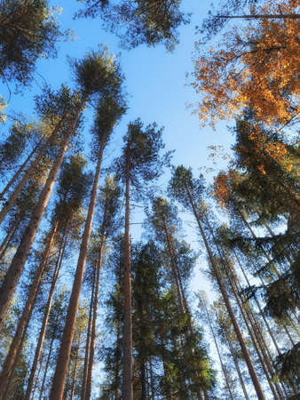 Tall smooth pine trees in the forest in the autumn. Karelia, Russia.の写真素材