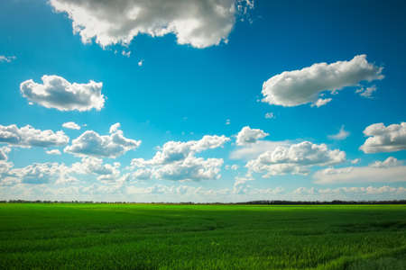 Green field and blue sky with white cloudsの写真素材