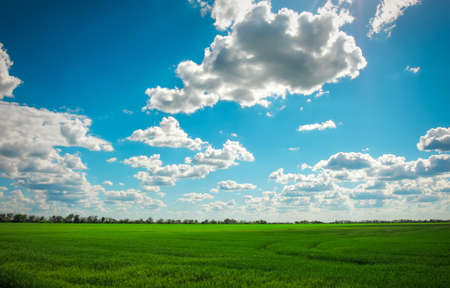 Green field and blue sky with white cloudsの写真素材