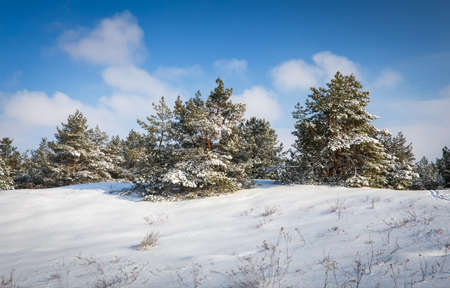 Snowy winter forest with young pines and beautiful snowy coniferous trees. Winter landscapeの写真素材