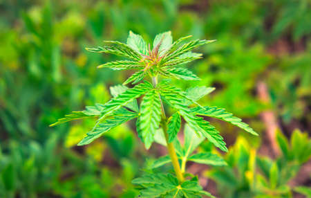 Close up of green hemp plant (Cannabis sativa).の写真素材