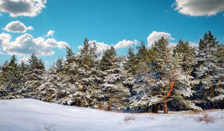 Snowy winter forest with young pines and beautiful snowy coniferous trees. Winter landscapeの写真素材