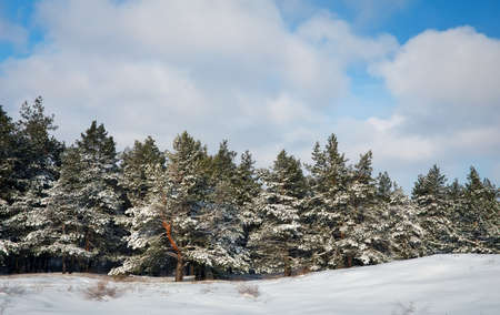 Snowy winter forest with young pines and beautiful snowy coniferous trees. Winter landscapeの写真素材
