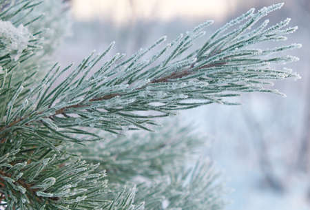 Coniferous tree needles with hoarfrost, close-up at winter day. Christmas and new year holiday conceptの写真素材