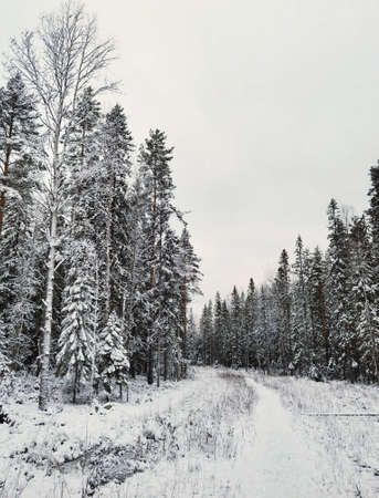 Snowy fir trees by the snowy white forest on cloudy day after snowfall. Road through the winter forest.の写真素材