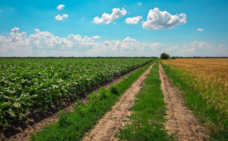 Ukrainian rural landscape with wheat field and dirty road on the edgeの写真素材
