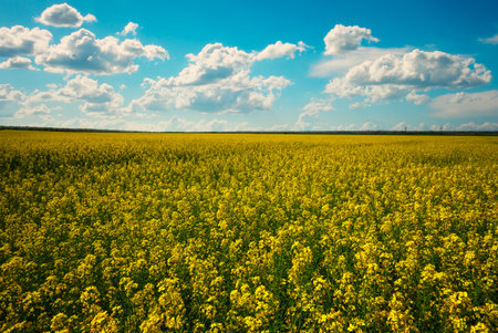 Beautiful landscape with field of yellow canola or rapeseed flowers and blue cloudy sky. Brassica napus. springtime.の写真素材