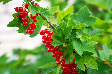 Ripe and juicy red currant berries (latin Ribes Rubrum) on a branch in the garden.の写真素材