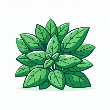 Basil leaves isolated on white background. Vector illustration. Eps 10.のイラスト素材