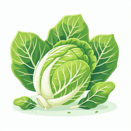 Cabbage isolated on white background. Vector illustration. Eps 10.のイラスト素材