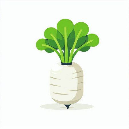White radish on a white background. Vector illustration. Vegetable.のイラスト素材