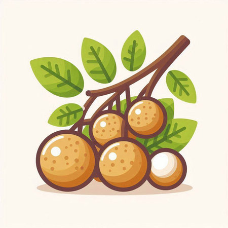 Longan fruit vector illustration. Vector illustration of longan fruit.のイラスト素材