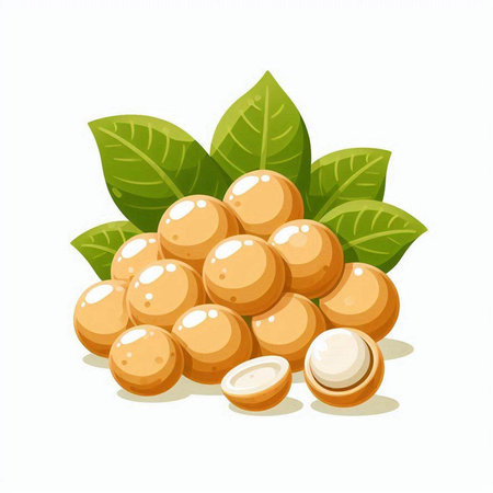 Longan fruit with leaves isolated on white background. Vector illustration.のイラスト素材