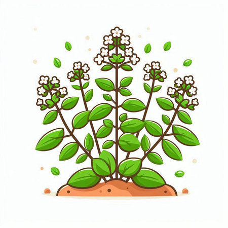 Flowering oregano plant isolated on white background. Vector illustration.のイラスト素材
