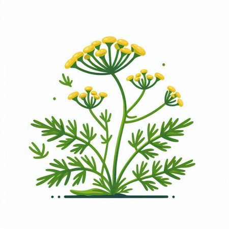 Fennel flower isolated on white background. Hand drawn vector illustration.のイラスト素材