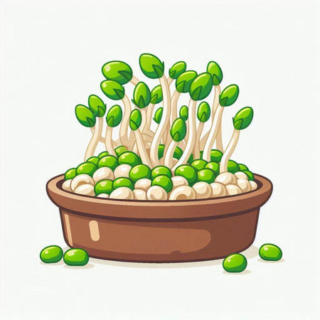 Moringa microgreens in a pot. Vector illustration.のイラスト素材