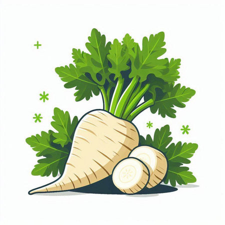 Parsnip with leaves isolated on white background. Vector illustration.のイラスト素材