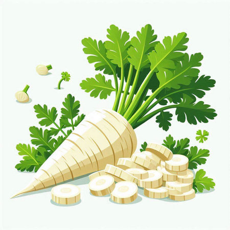 Parsnip and parsley on white background. Vector illustration.のイラスト素材