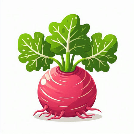 Red radish with green leaves isolated on white background. Vector illustration.のイラスト素材