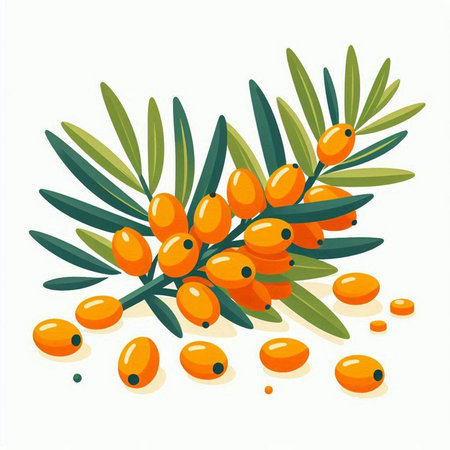 Sea buckthorn branch with berries and leaves. Vector illustration.のイラスト素材