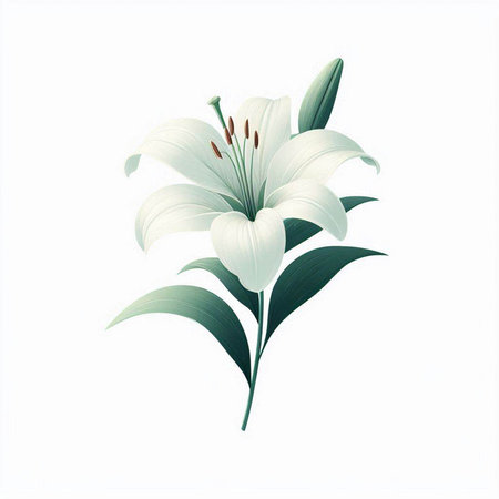 white lily isolated on white background. vector illustration. eps 10のイラスト素材