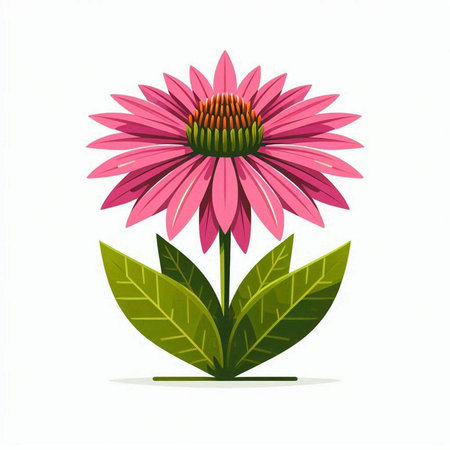 beautiful pink echinacea flower isolated on white background. vector illustrationのイラスト素材