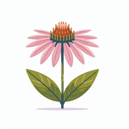 Echinacea flower isolated on white background. Vector illustration in cartoon style.のイラスト素材