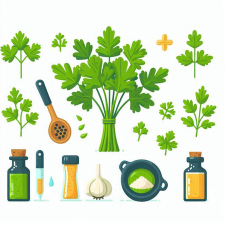 Coriander, parsley, garlic, salt, pepper, olive oil. Vector illustration.のイラスト素材