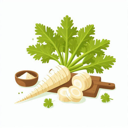 Fresh parsley root vegetable isolated on white background. Vector illustration.のイラスト素材